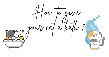 How to give your cat a bath ?