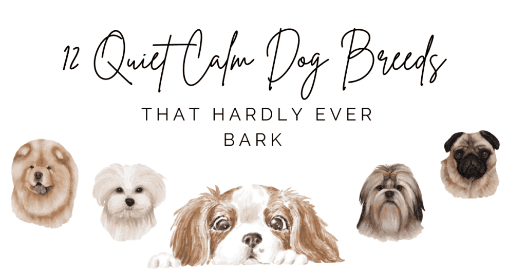 12 Quiet Calm Dog Breeds That Hardly Ever Bark