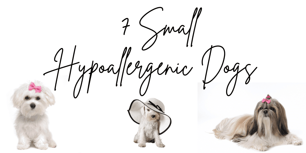 7 Small Hypoallergenic Dogs list