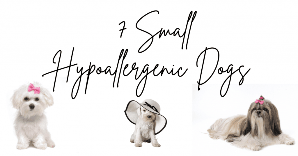 7 Small Hypoallergenic Dogs: little to no shedding or dander.