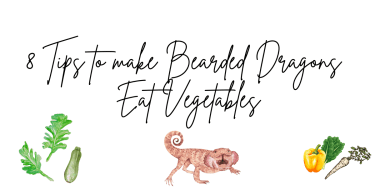 8 Tips to make Bearded Dragons Eat Vegetables
