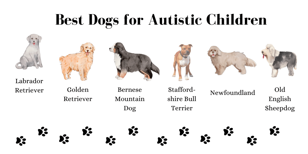 Best dog breeds for autistic children