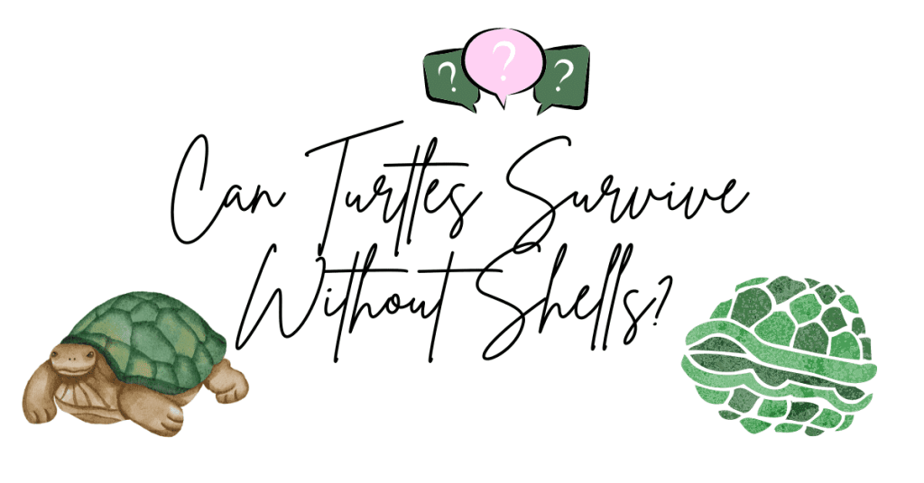 Turtles Without A Shell: Can Turtles Survive Without Shells?