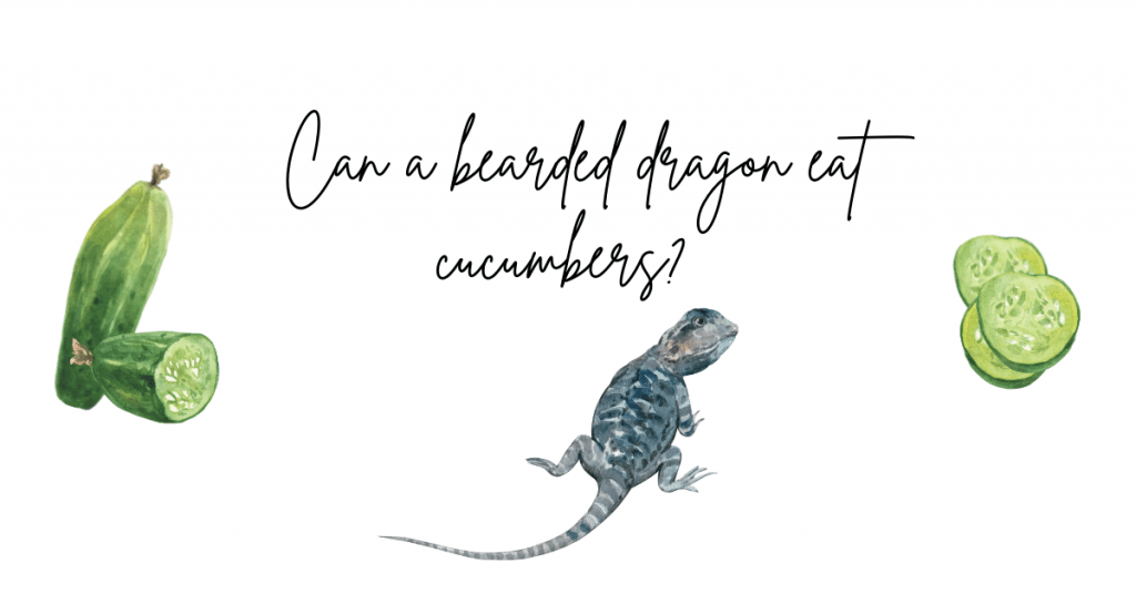 Can a bearded dragon eat cucumber?