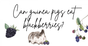 Can guinea pigs eat blackberries?