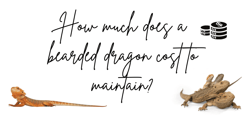 Petsvan-Bearded dragon cost