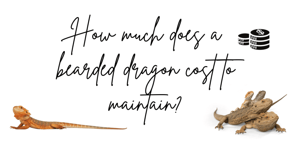 How much does a bearded dragon cost to maintain?