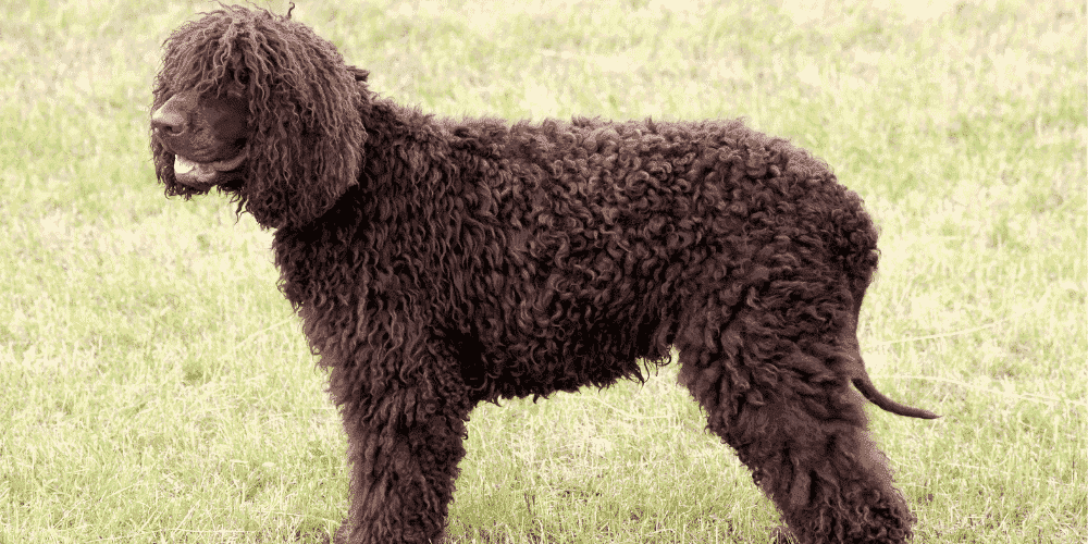 Irish Water Spaniel - hypoallergenic largest dog breeds