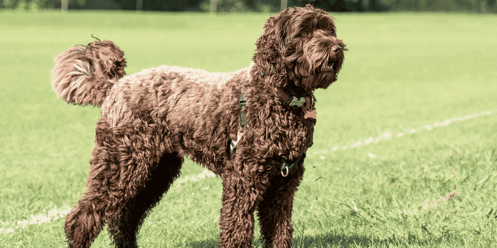 Labradoodle -Large Hypoallergenic Dogs
