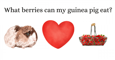 What berries can my guinea pig eat?