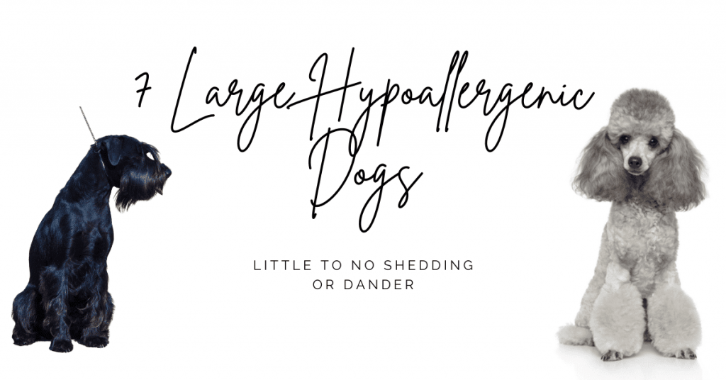 7 Large Hypoallergenic Dogs: little to no shedding or dander.