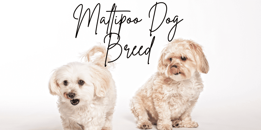 Maltipoo dog Breed cost -character -lifespan