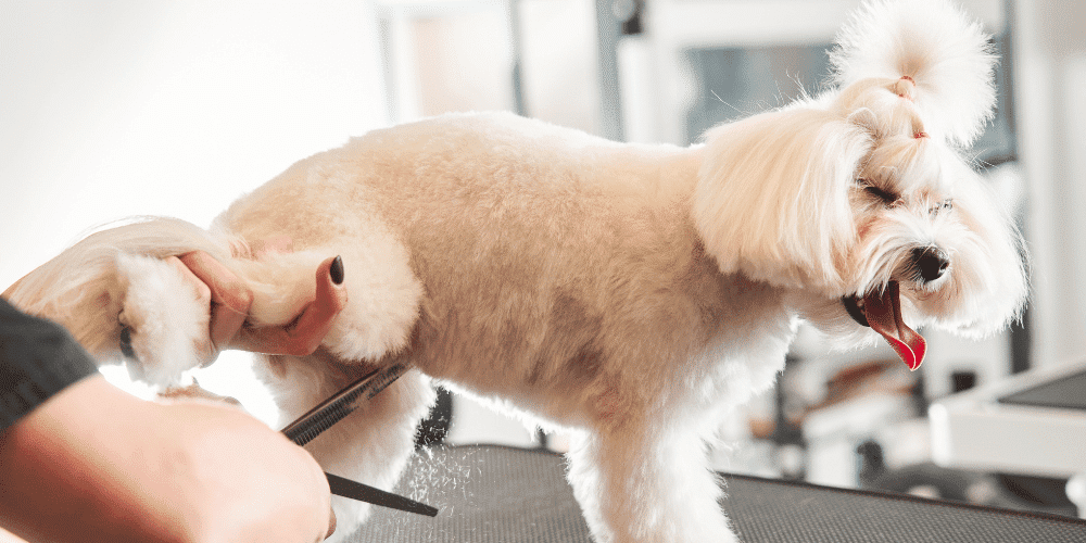Maltipoo grooming