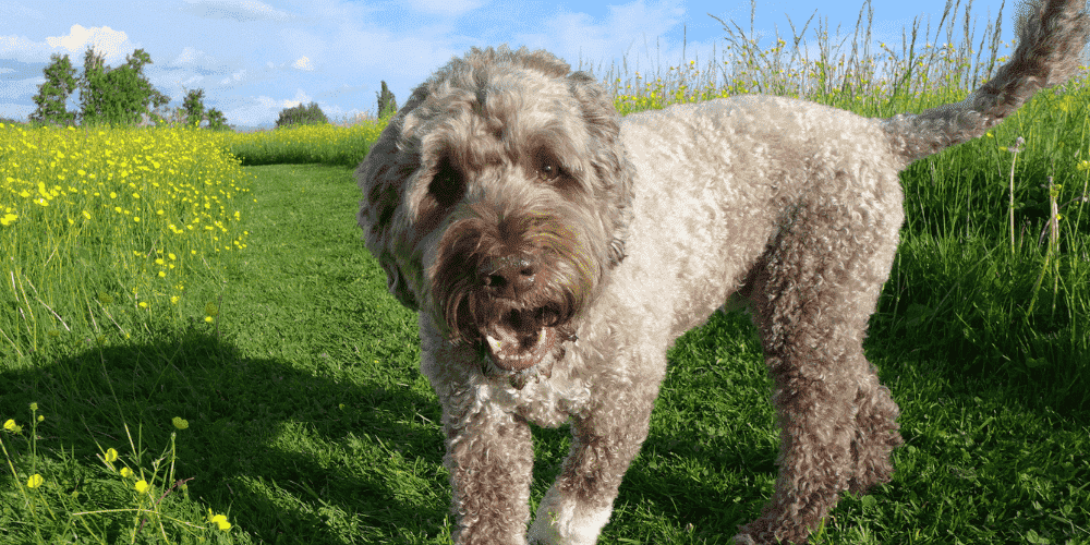 Portuguese Water Dog-largest hypoallergenic dog breeds