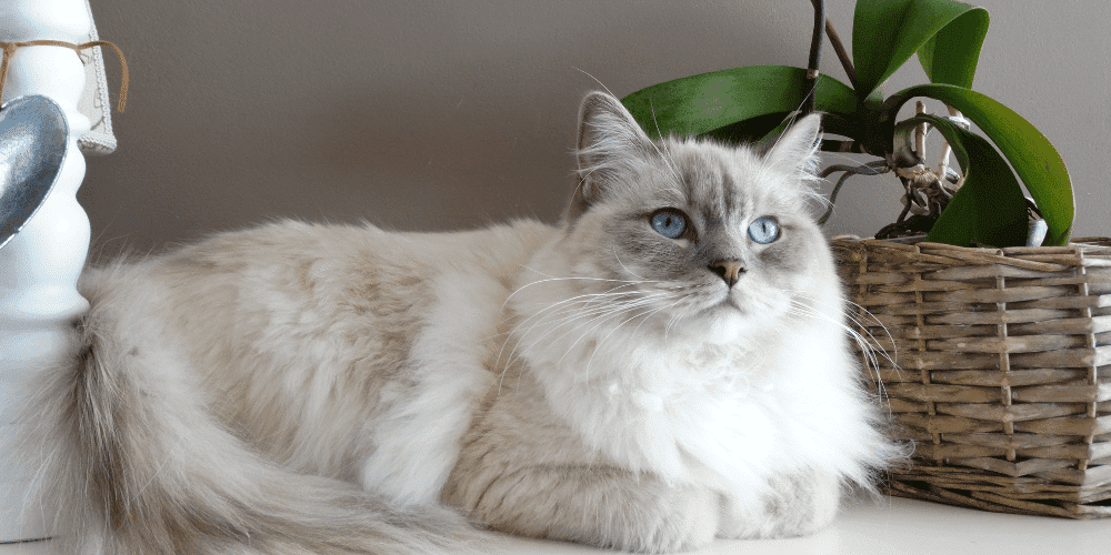 RAGDOLL-cutest cat breeds in the worl