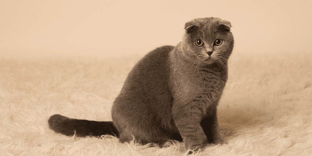 Scottish Fold- Best cat breeds in the world