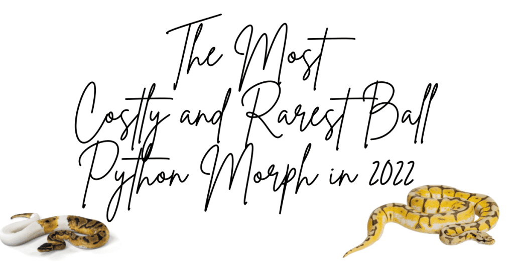 The 5 Most Costly and Rarest Ball Python Morphs in 2022 (Revealed)!
