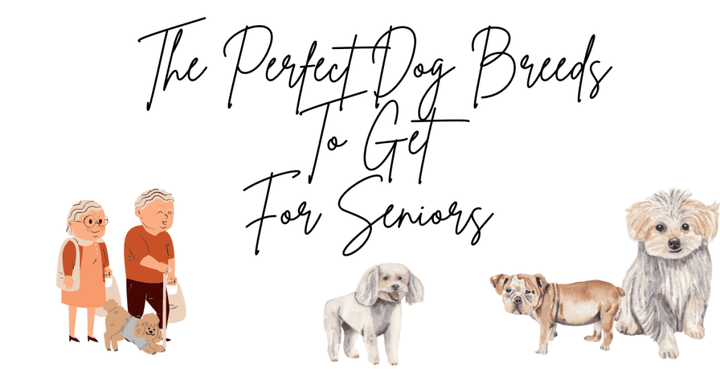 The Perfect Dog Breeds To Get For Seniors