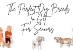The-Perfect-Dog-Breeds-To-Get-For-Seniors- Petsvan