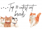Top 10 cutest cat breeds in the world
