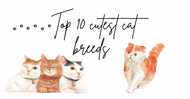 Top 10 cutest cat breeds you won’t resist