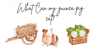 What Can my guinea pig eat? 