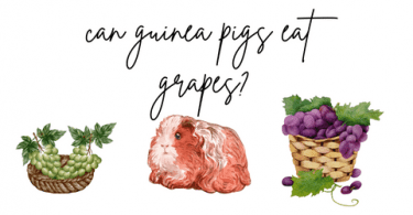 can guinea pigs eat grape