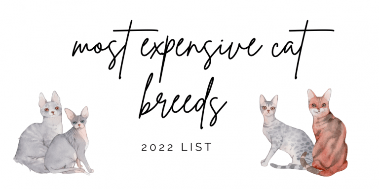 10 Most expensive cat breeds in the world : 2022 list