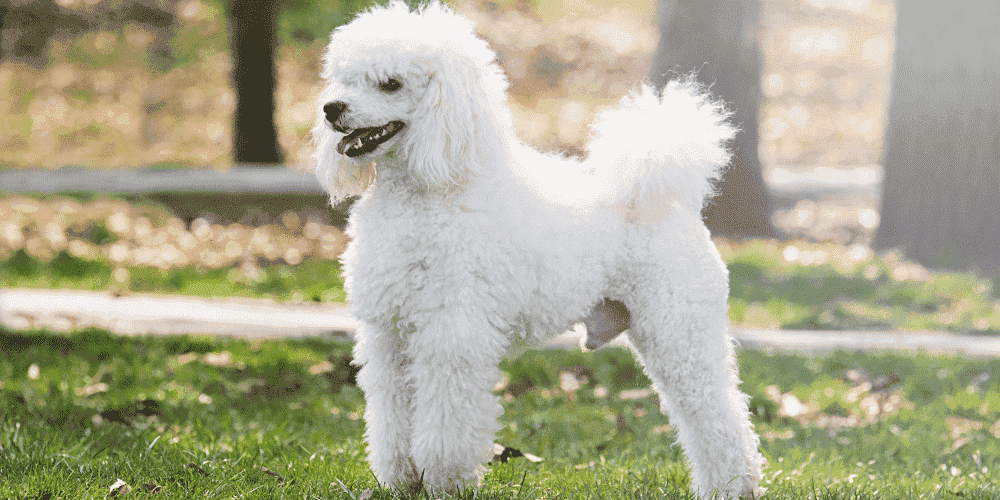 poodle-large hypoallergenic dog