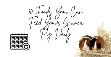 What can I feed my guinea pig daily?