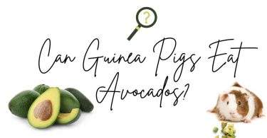Can Guinea Pigs Eat Avocados?