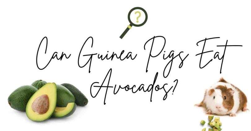 Can Guinea Pigs Eat Avocados?
