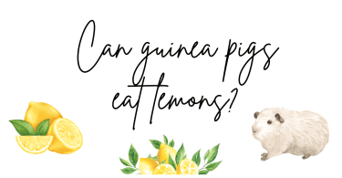Can guinea pigs eat lemons