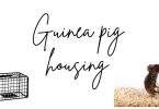 Guinea pig housing