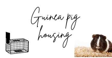 Guinea pig housing