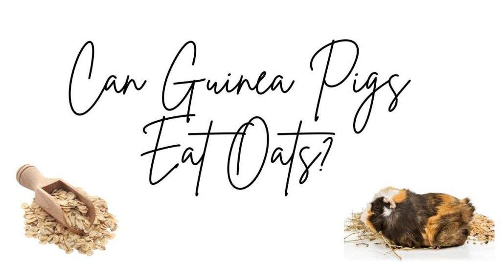 Can Guinea Pigs Eat Oats? 