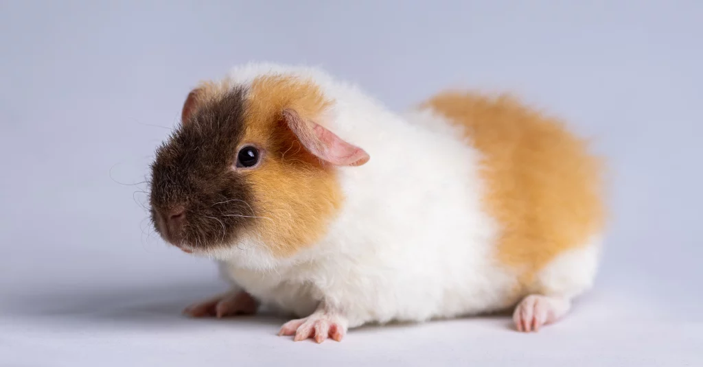 <a href="https://www.freepik.com/free-photo/cute-us-teddy-guinea-pig-light-purple-background_20605371.htm#query=guinea%20pig&position=34&from_view=search&track=robertav1_2_sidr">Image by wirestock</a> on Freepik