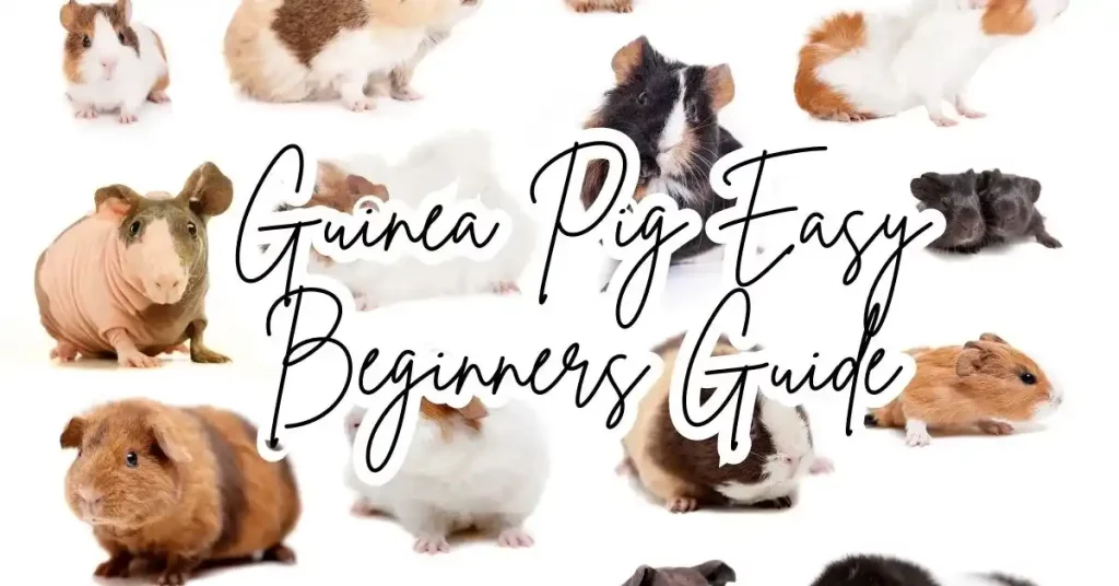  Guinea Pig Easy Beginners Guide : (ALL YOU NEED TO KNOW)
