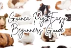 Guinea-Pig-Easy-Beginners-Guide