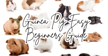 Guinea-Pig-Easy-Beginners-Guide