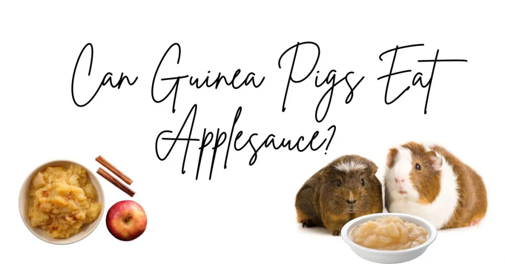 Can Guinea Pigs Eat Applesauce? Is it Safe?