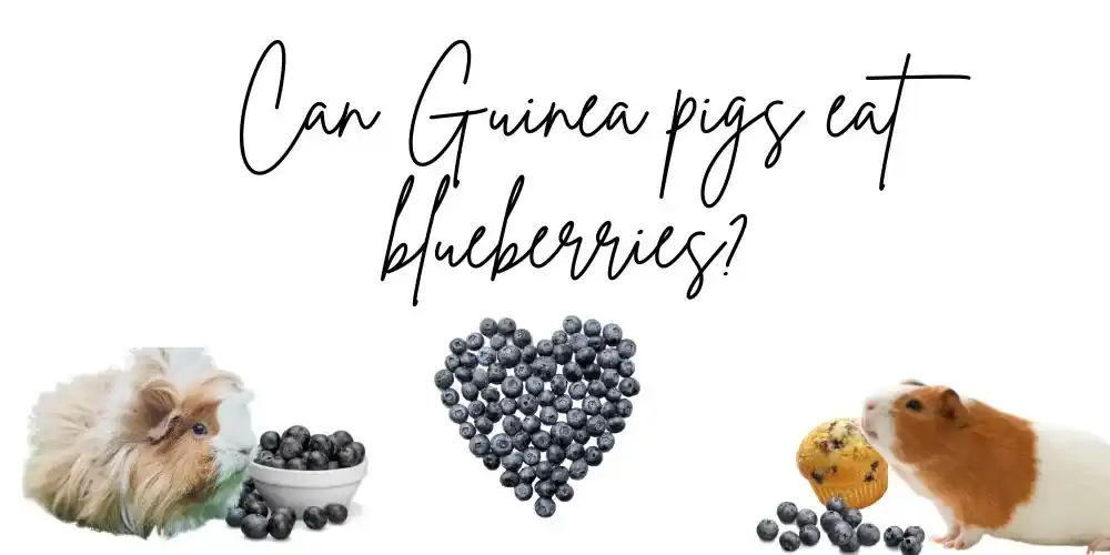 A picture of hamster and blueberries with the words "can guinea pigs eat" - highlighting "guinea pigs" and "blueberries".