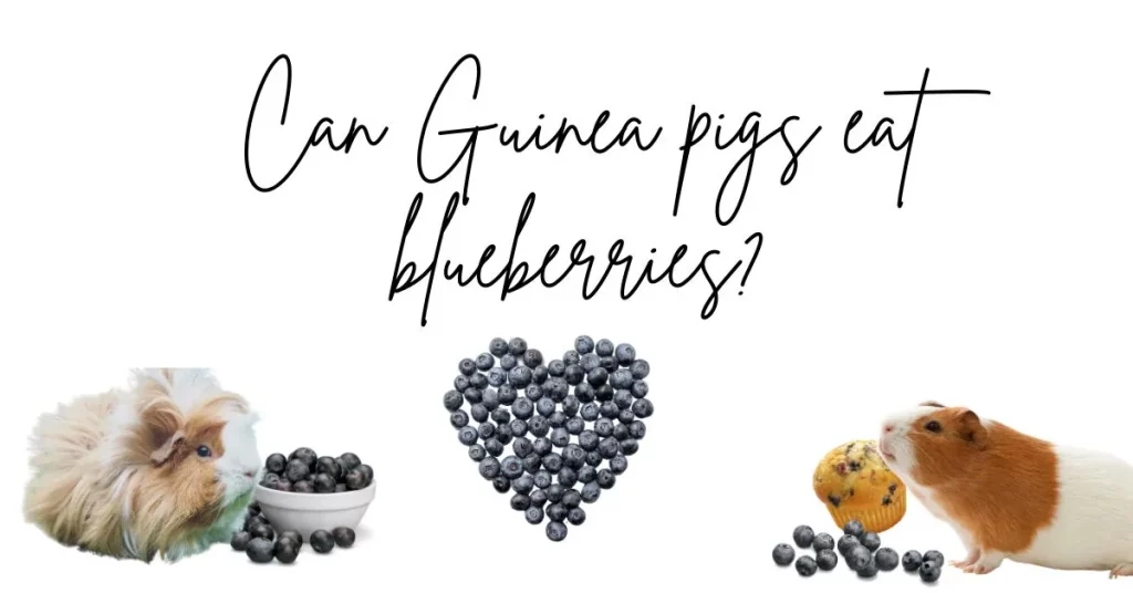 Can Guinea pigs eat blueberries? A Guide for Guinea Pigs Owners