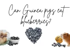 A picture of hamster and blueberries with the words "can guinea pigs eat" - highlighting "guinea pigs" and "blueberries".