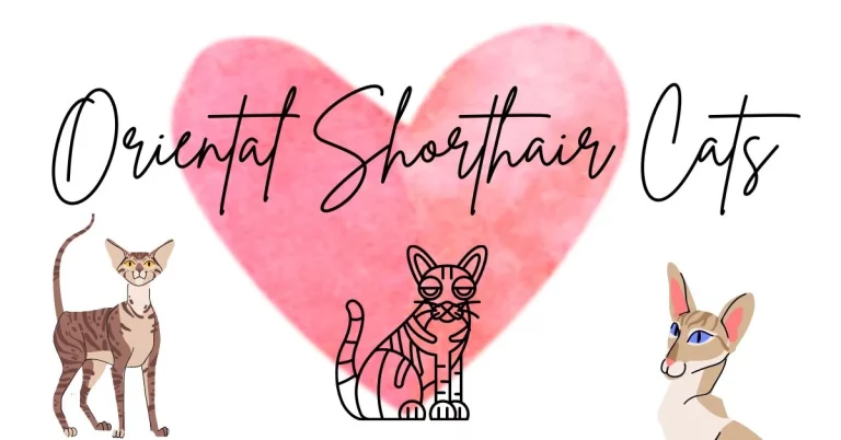 Oriental Shorthair Cats Big Floppy Ears Will Make Your Heart Flutter!