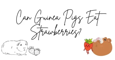 A guinea pig enjoying some strawberries.