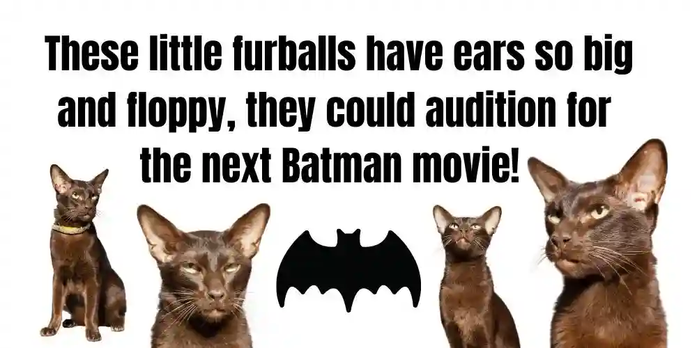 Funny oriental shorthair cats with batman on it