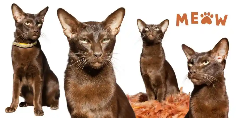 	A group of Oriental Shorthair cats with big floppy ears sitting next to each other.